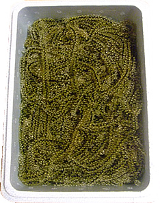 海ぶどう500g画像