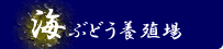海ぶどう養殖場