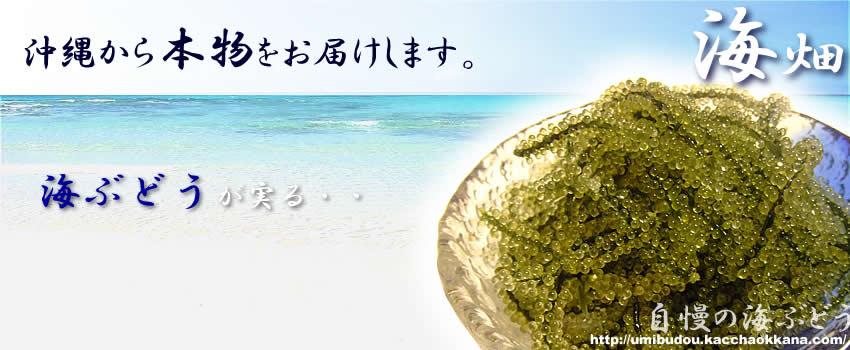 自慢の海ぶどうトップ画像